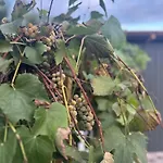 Hh Lakes - Center, Free Parking! Tatil Evi *